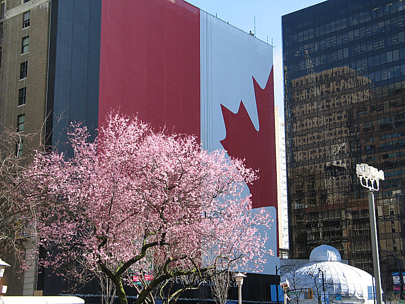 Cherry Blossoms