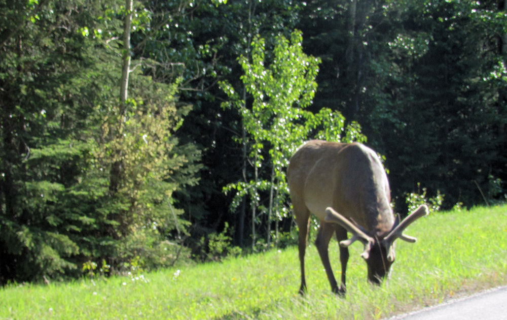 Cariboo outside of Jasper