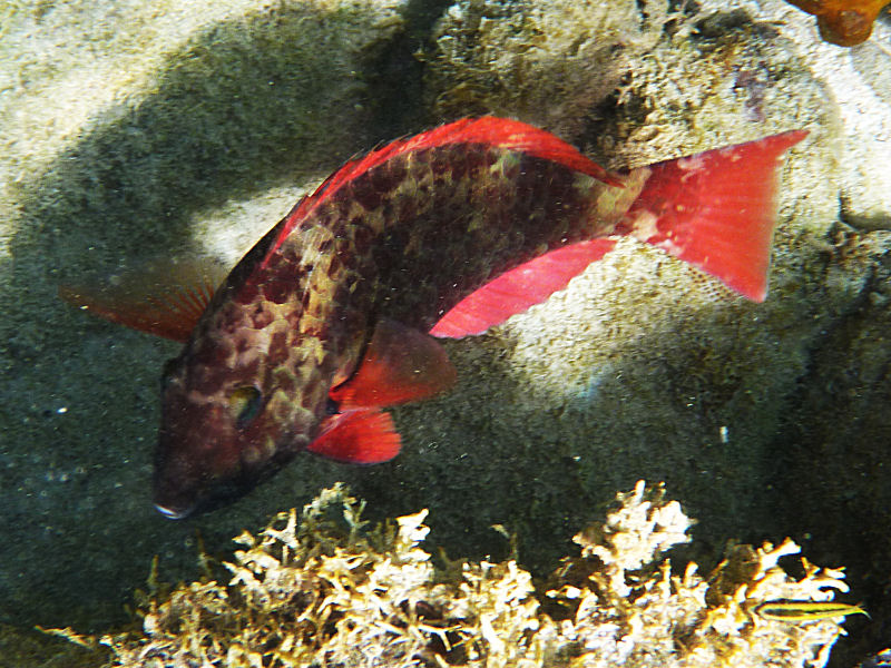 Red parrotfish