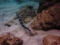 Aruba, November 2010