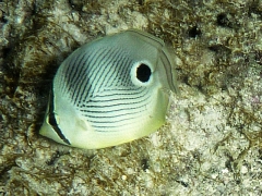 Four eyed butterfly fish