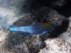 Juvenile blue parrotfish