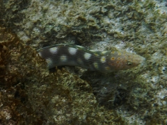 Sharptailed eel