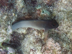 Two-toned blenny
