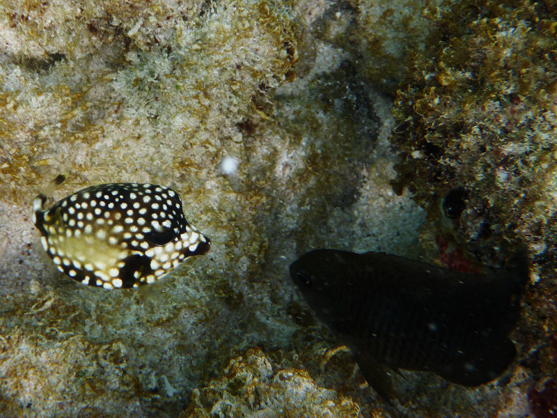 Boxfish and Damselfish