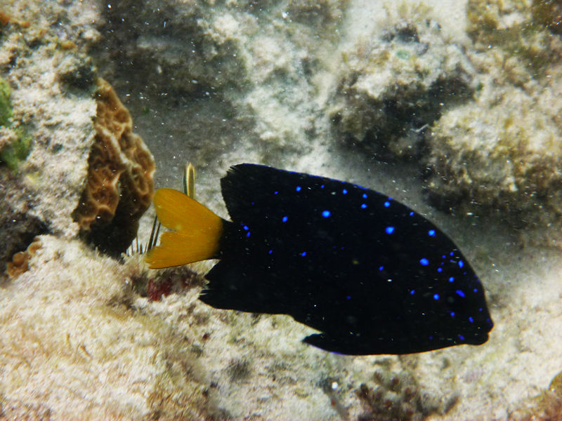 Damselfish