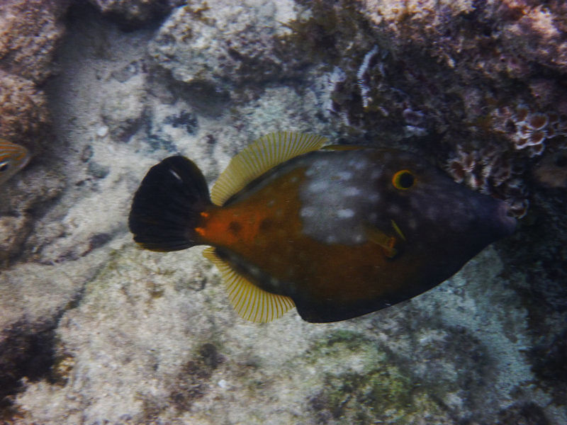 Orange Filefish