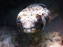 Web Burrfish