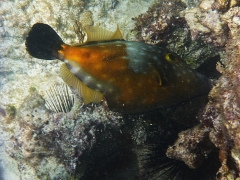 Filefish