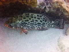 Grouper