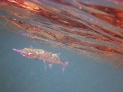 Needlefish-front