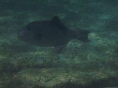 Ocean triggerfish