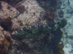 Scrawled filefish