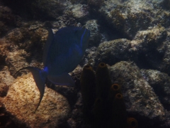 Queen triggerfish