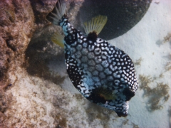 Trunkfish