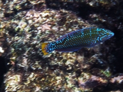 Colorful wrasse