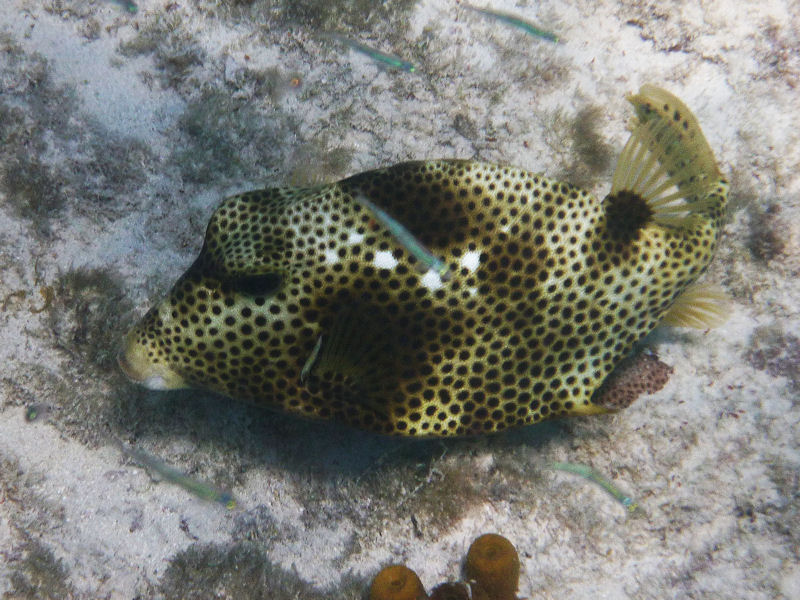 Trunkfish