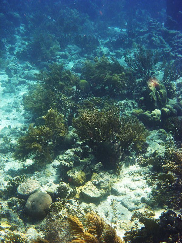 Coral at Mangel Halto