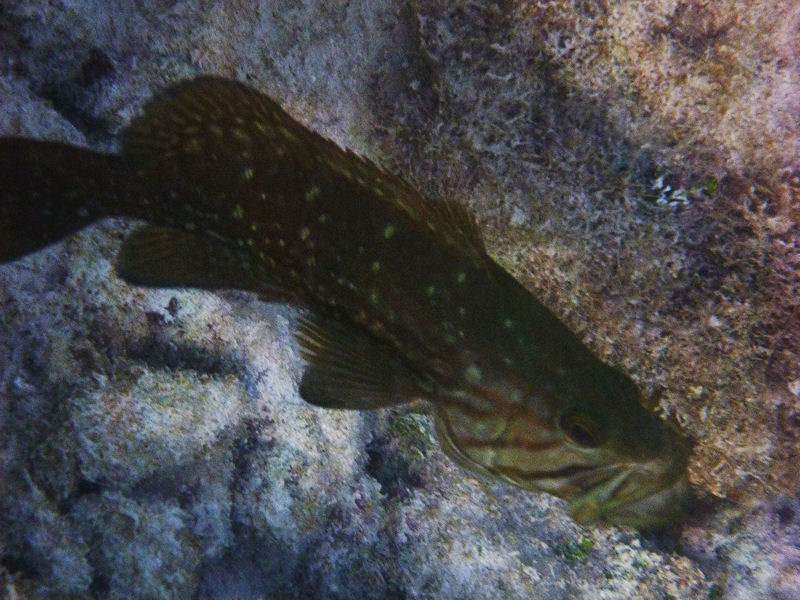 Spotted soapfish