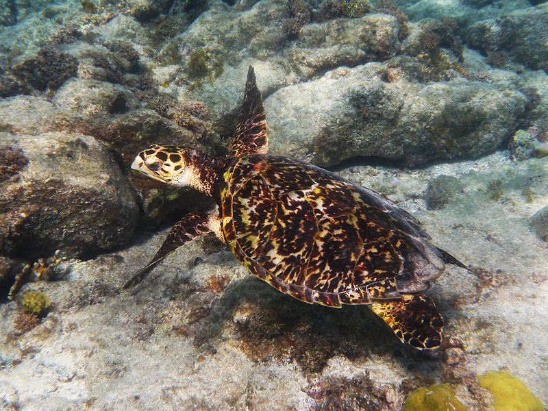 Hawksbill turtle, Aruba