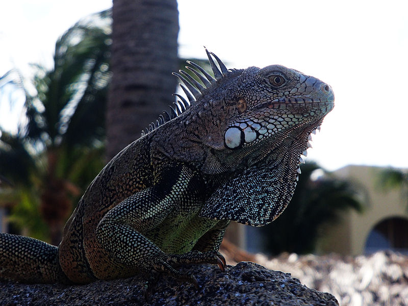 Iguana, Aruba