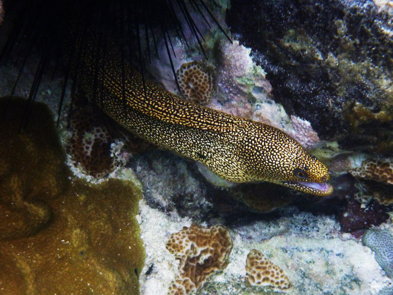 Golden moray eel