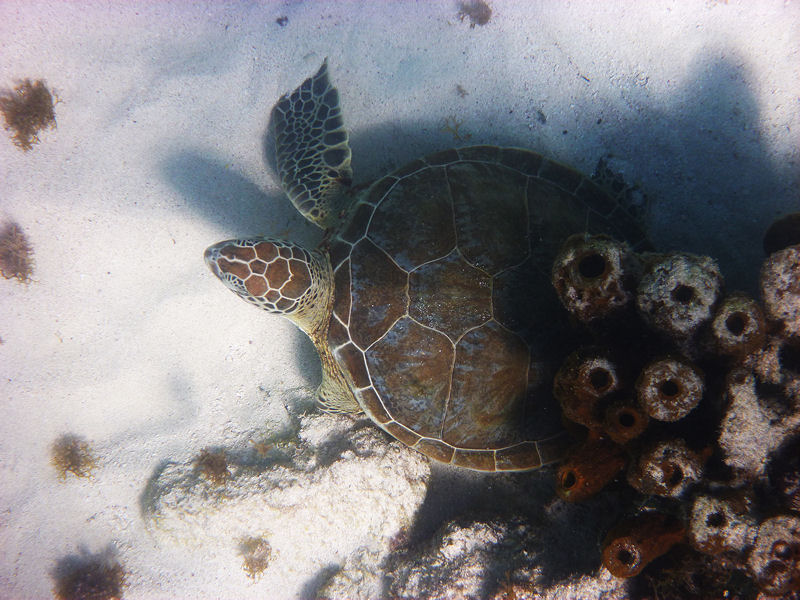 Green turtle, Aruba