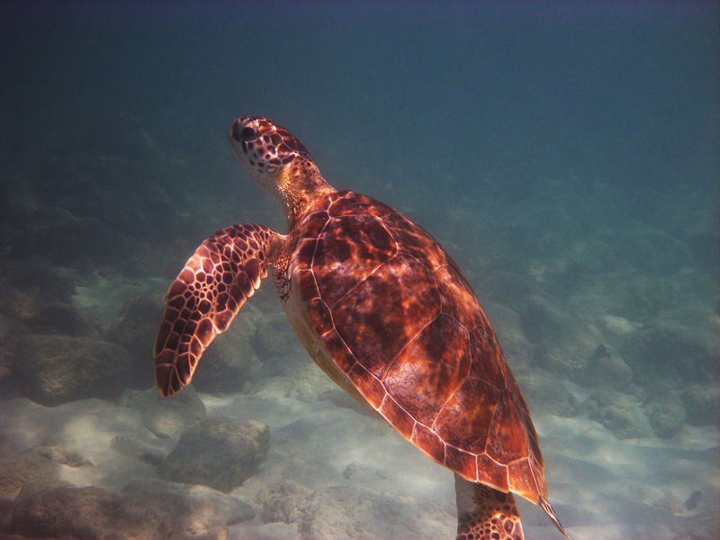 Green turtle, Aruba