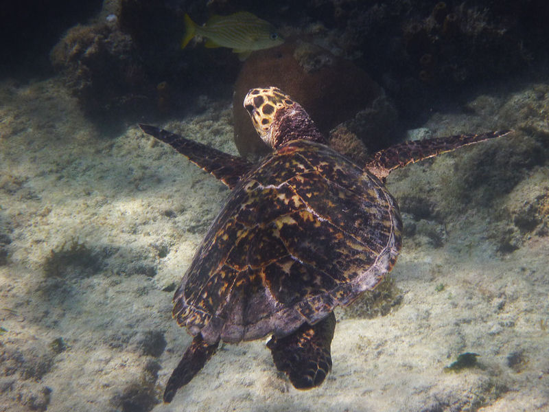 Hawksbill turtle, Arashi Beach