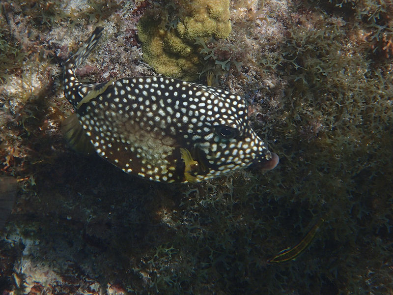 Smooth trunkfish, Malmok Beach, Aruba