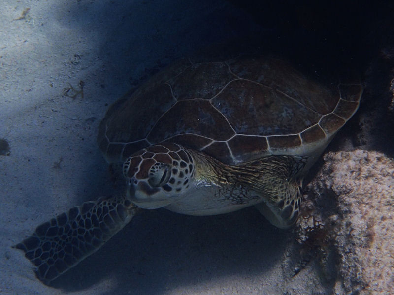 Green turtle, Aruba