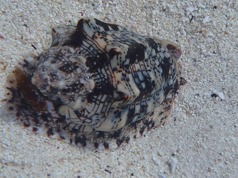 Shelled creature, Boca Catalina, Aruba