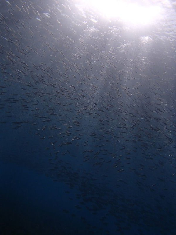 Sunshine through the water