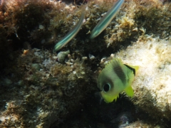 Small foureye butterflyfish