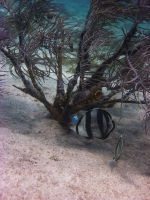 Butterflyfish under the coral