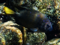 Yellowtail damselfish, Baby Beach