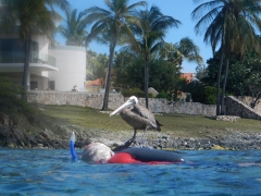Pelican hunting!