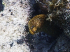 Goldentail moray eel