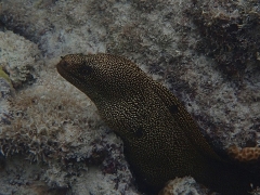 Goldentail Moray eel
