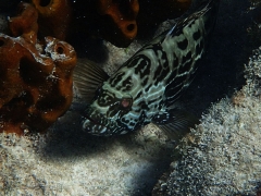 Grouper in Aruba