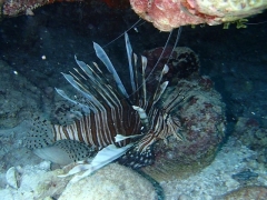 The pesky lionfish