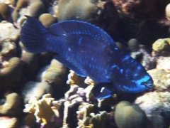 Midnight parrotfish