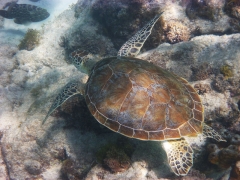 Green turtle, Aruba