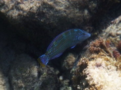 Some sort of a wrasse, Aruba