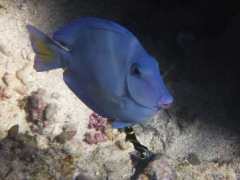 Blue tang getting cleaned