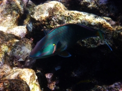 Juvenile Parrotfish
