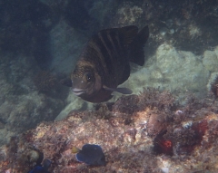 Night Sergeant, Hadicurari Beach, Aruba