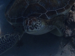 Green turtle, Aruba