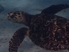 Hawksbill turtle, Arashi Beach