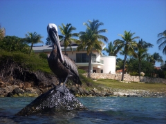 Nice pelican